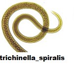 trichinella_spiralis-150x132