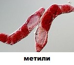 метили-150x132