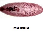 метили2-150x132